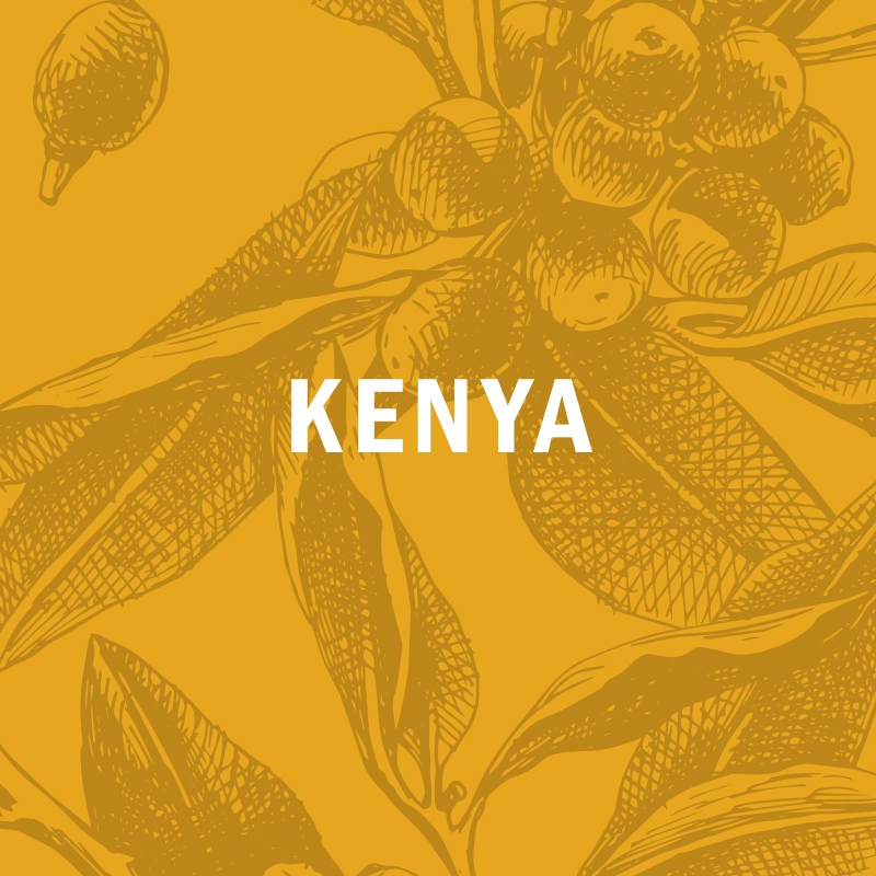 KENYA | Kangocho AB  12oz