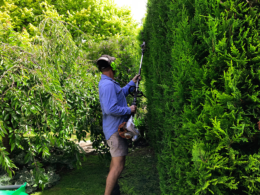 Hedge Cutting Gardening.jpg