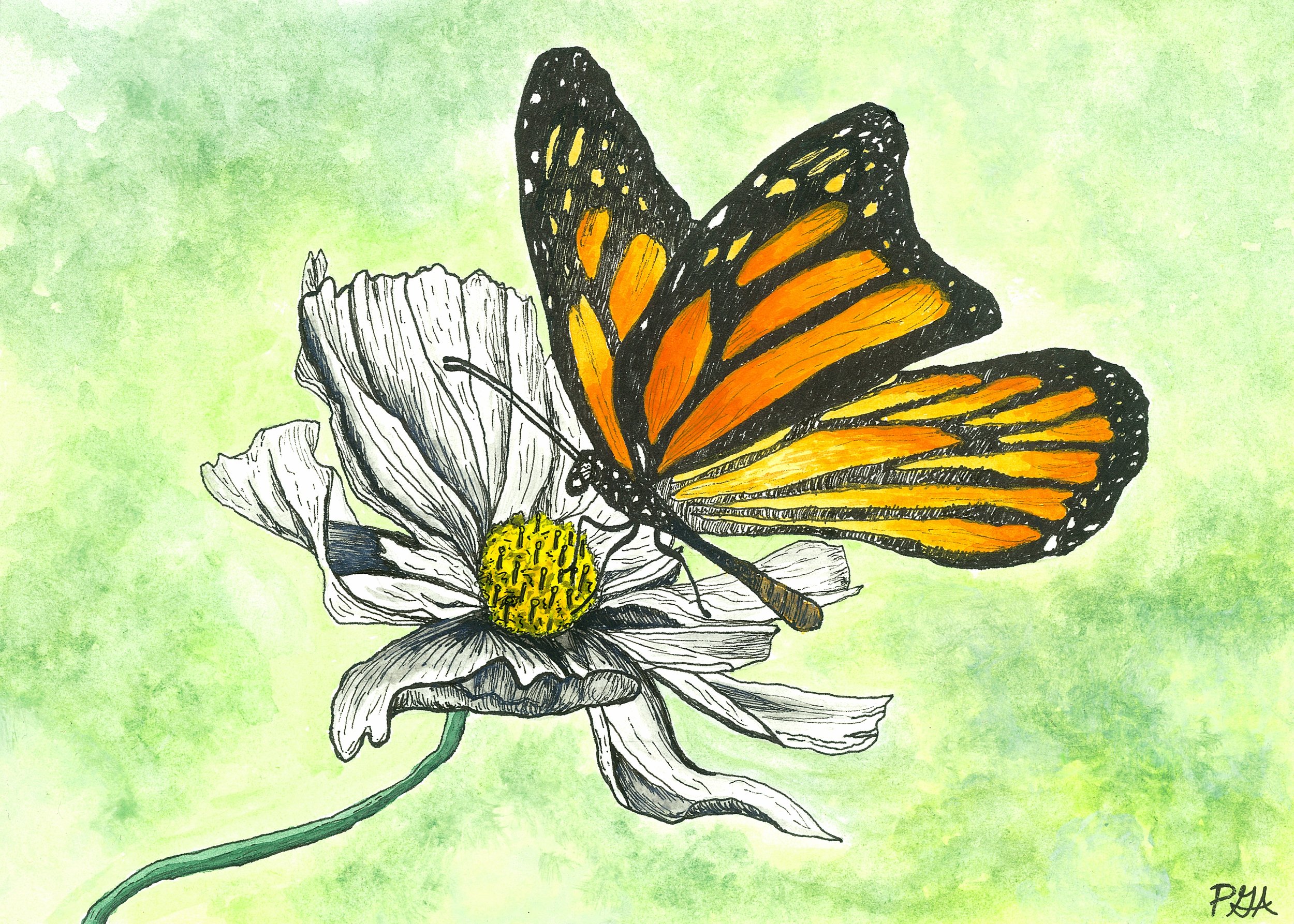 MONARCH COSMO_FINAL.jpg