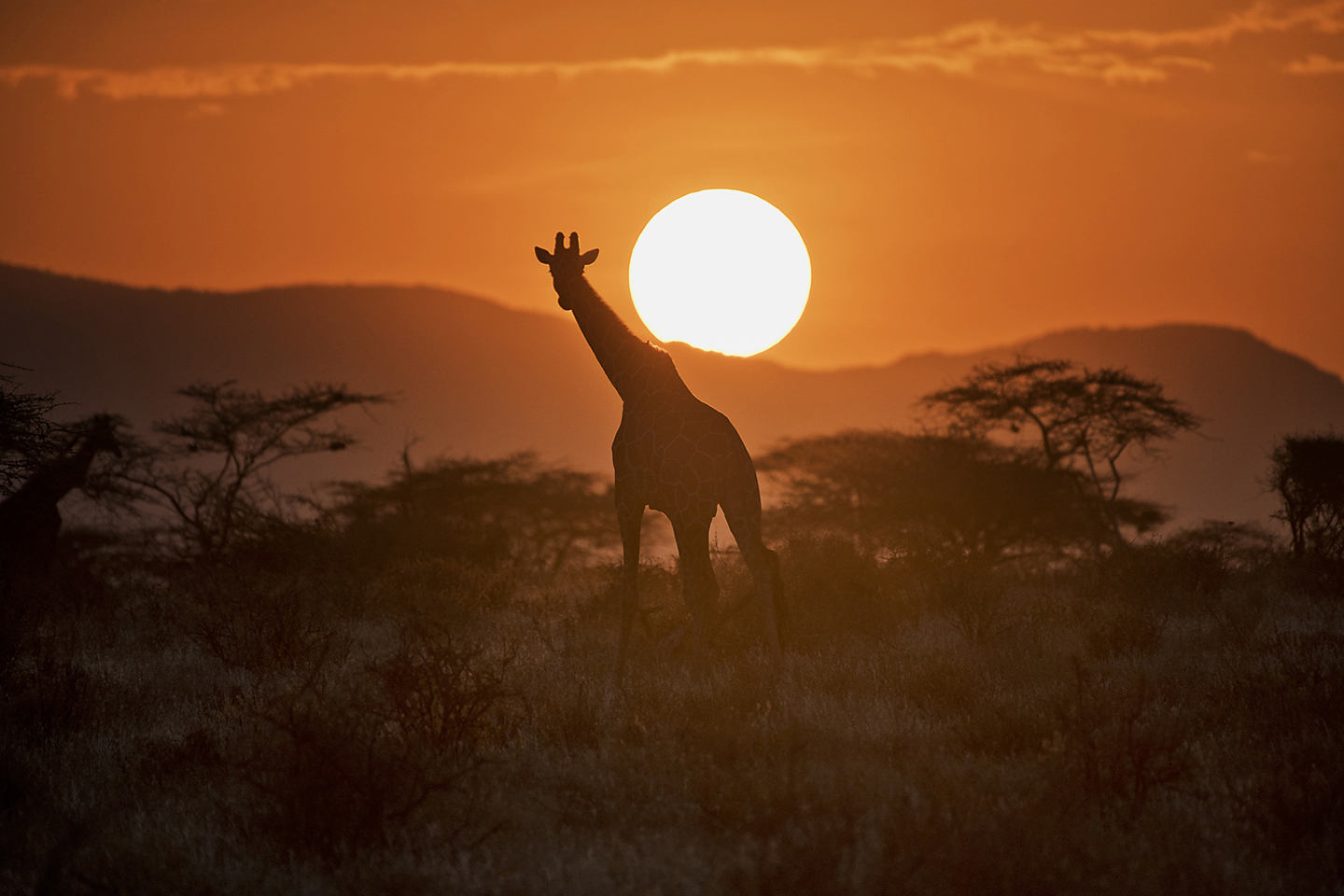 Layne Kennedy-Giraffe Samburu-Kenya_LCK2160.jpg