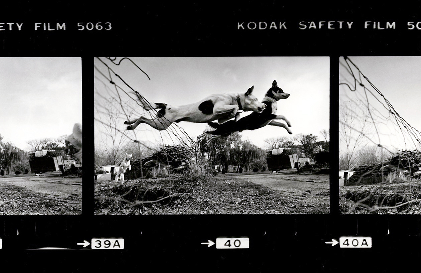 Layne Kennedy-Leaping Dogs.jpg