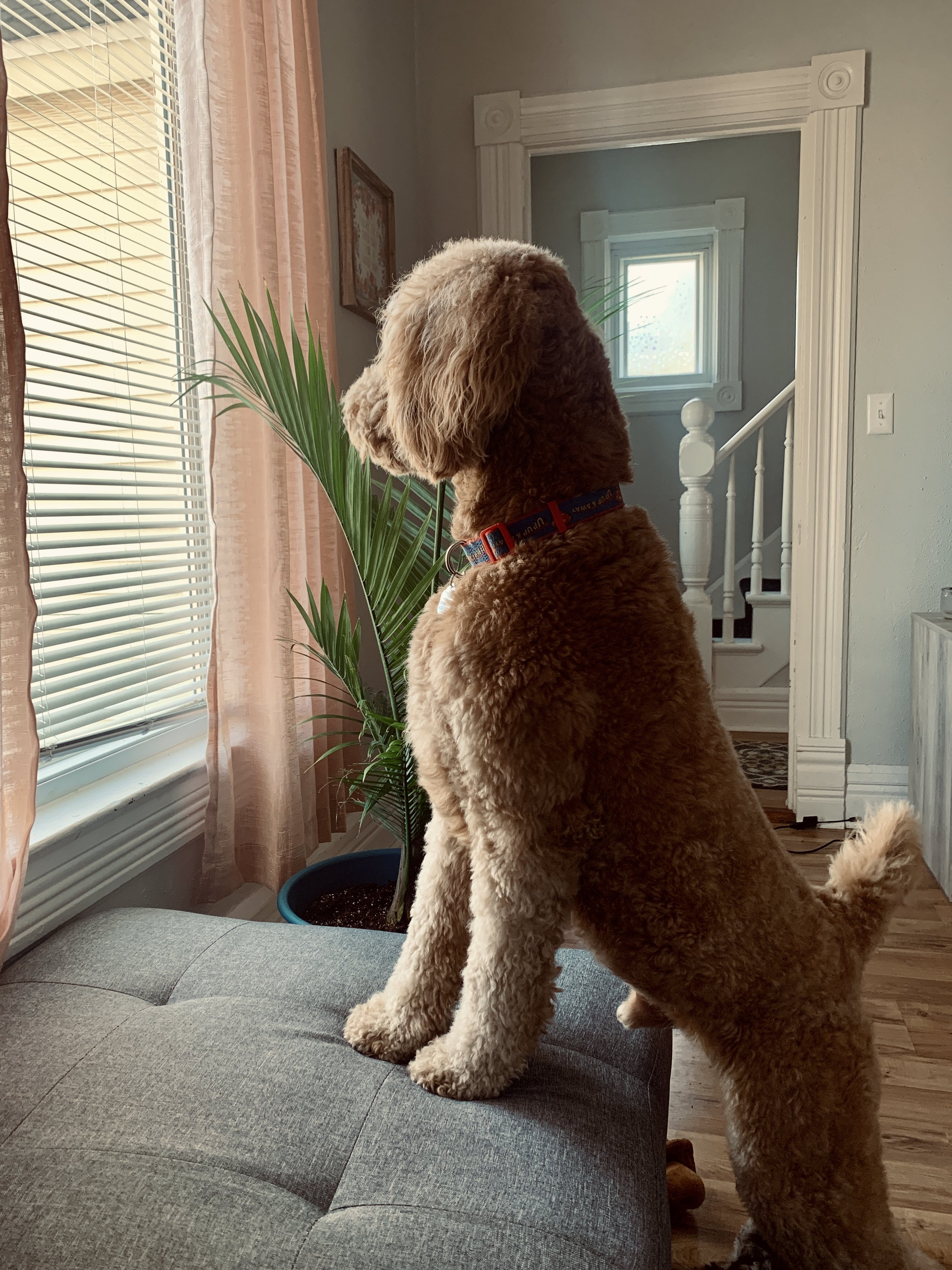  Living room window Duke loved to look out of  