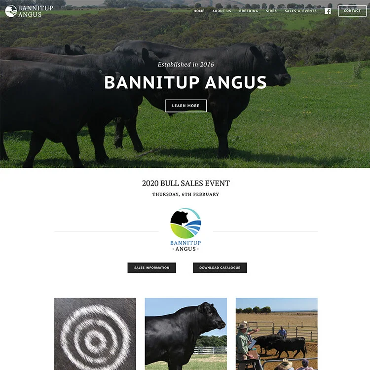 Bannitup Angus