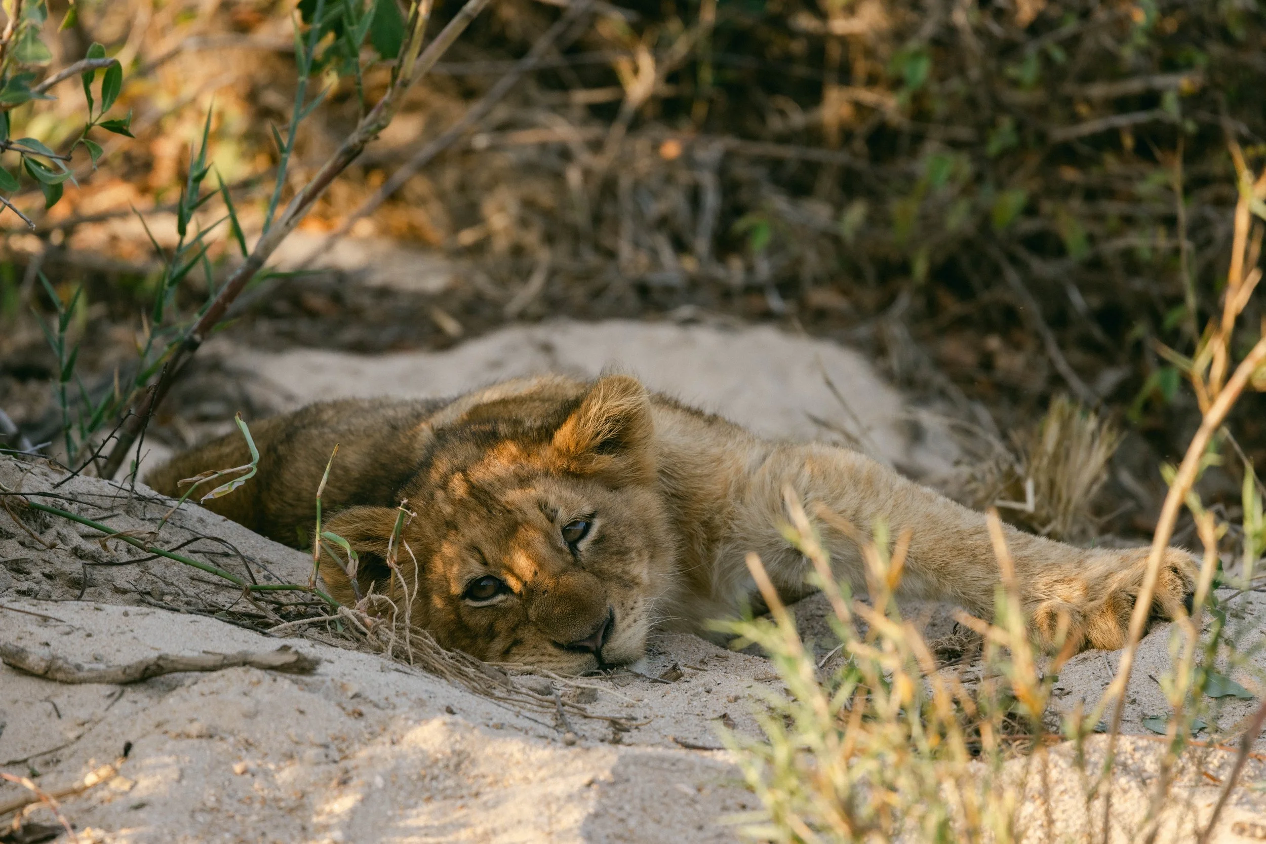 TENGILE-0802.jpg