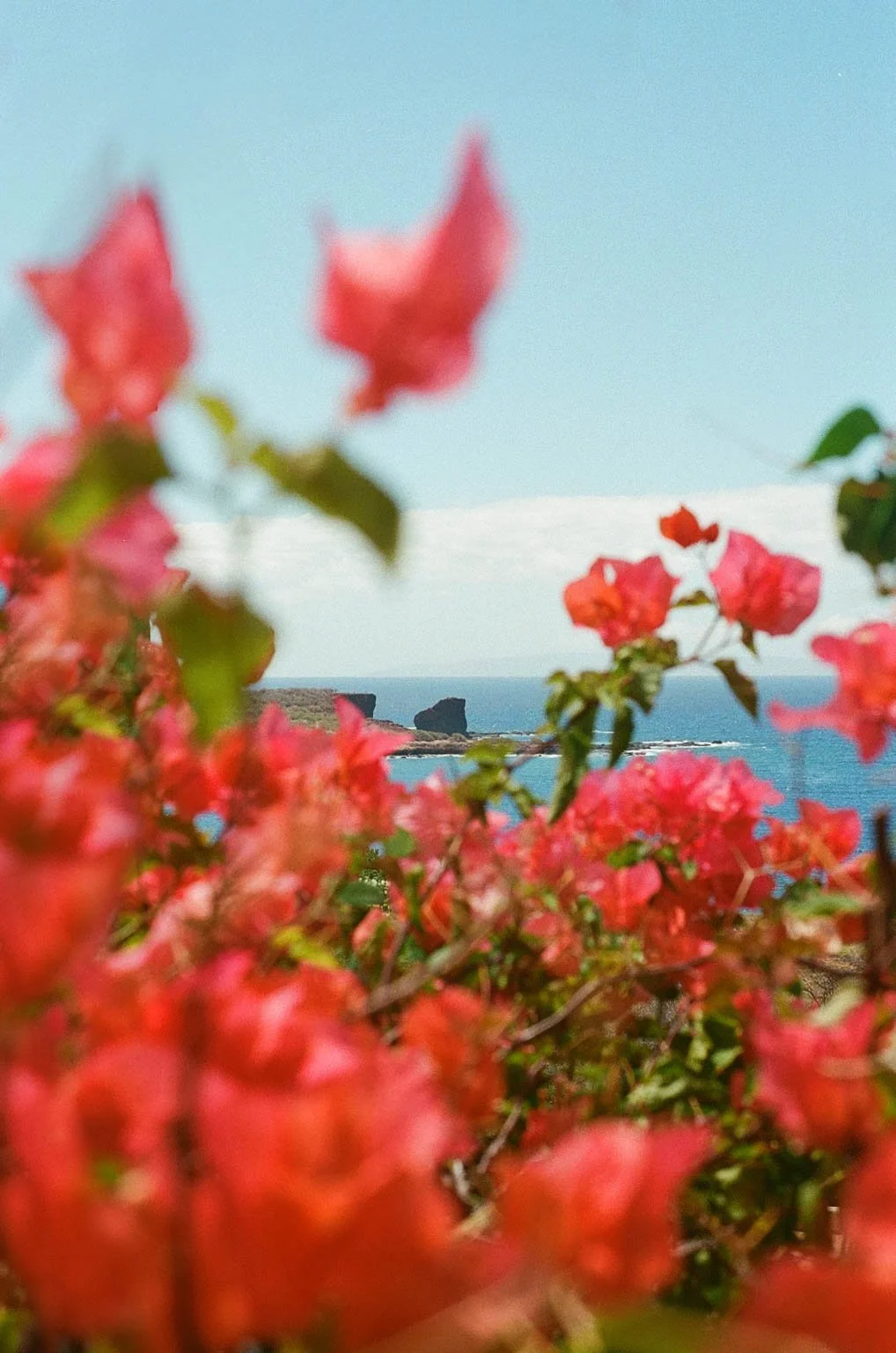 LANAI-FILM.jpg