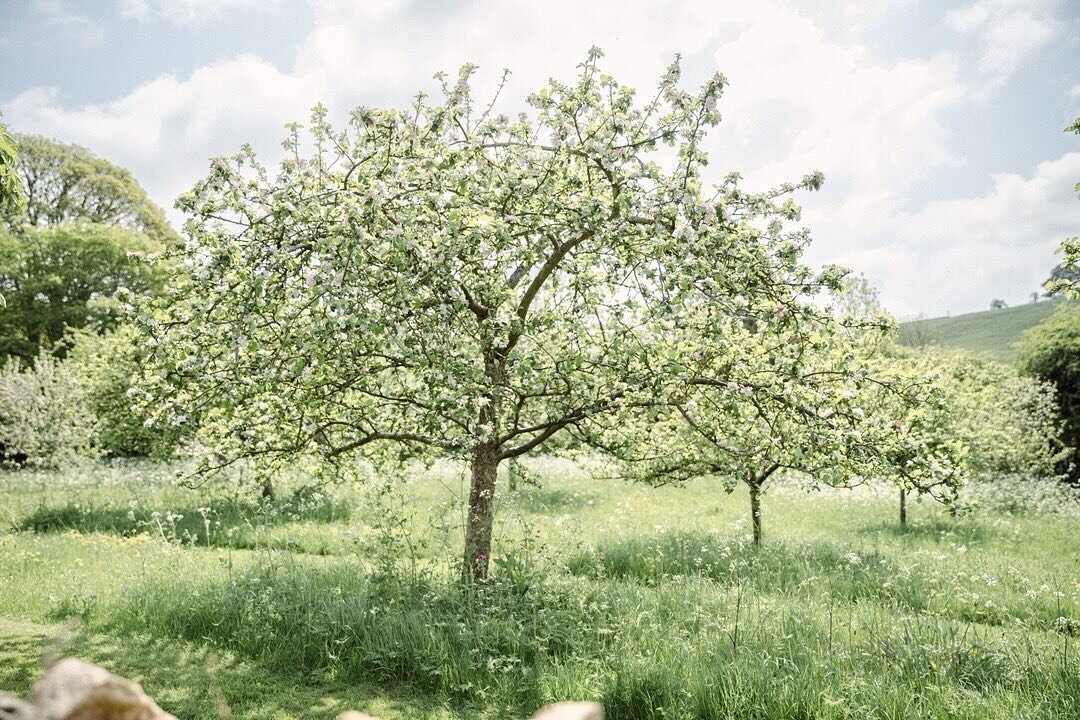 &ldquo;Don&rsquo;t wait for someone to bring you flowers. Plant your own garden and decorate your own soul.&rdquo; &mdash; Luther Burbank 
⠀⠀⠀⠀⠀⠀⠀⠀⠀
Springtime memories from Snowshill, one of the most magical of days with the light filtering through 