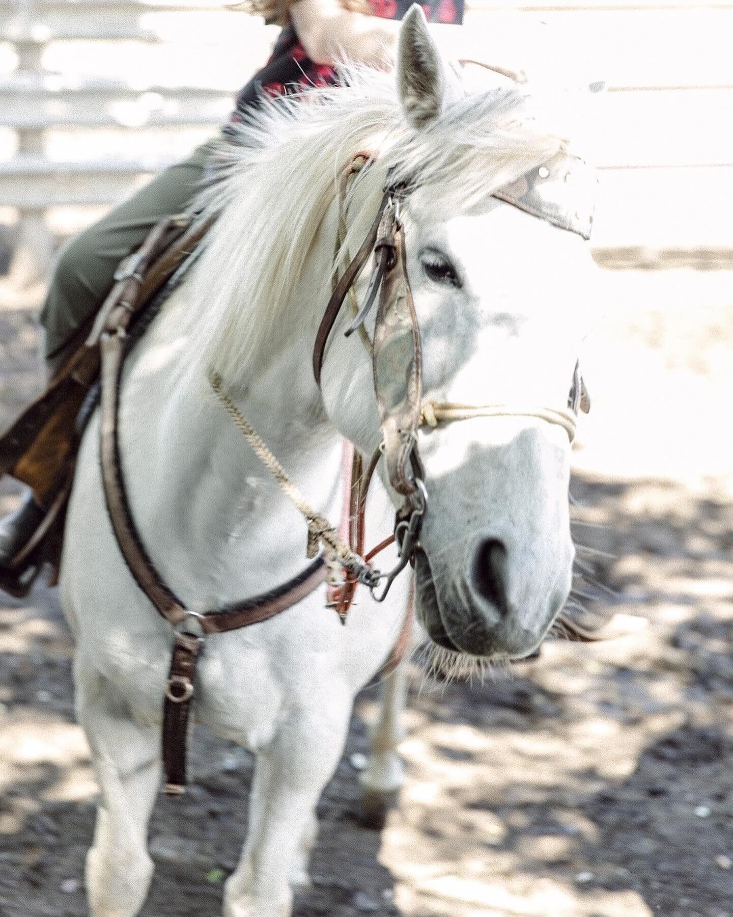 They say scent can transport you back to a place. If there is just one that takes me back home it's the comforting and distinct smell of horses. Horses have been a part of my life ever since I can remember. Spending the morning at Triple L Ranch, whi