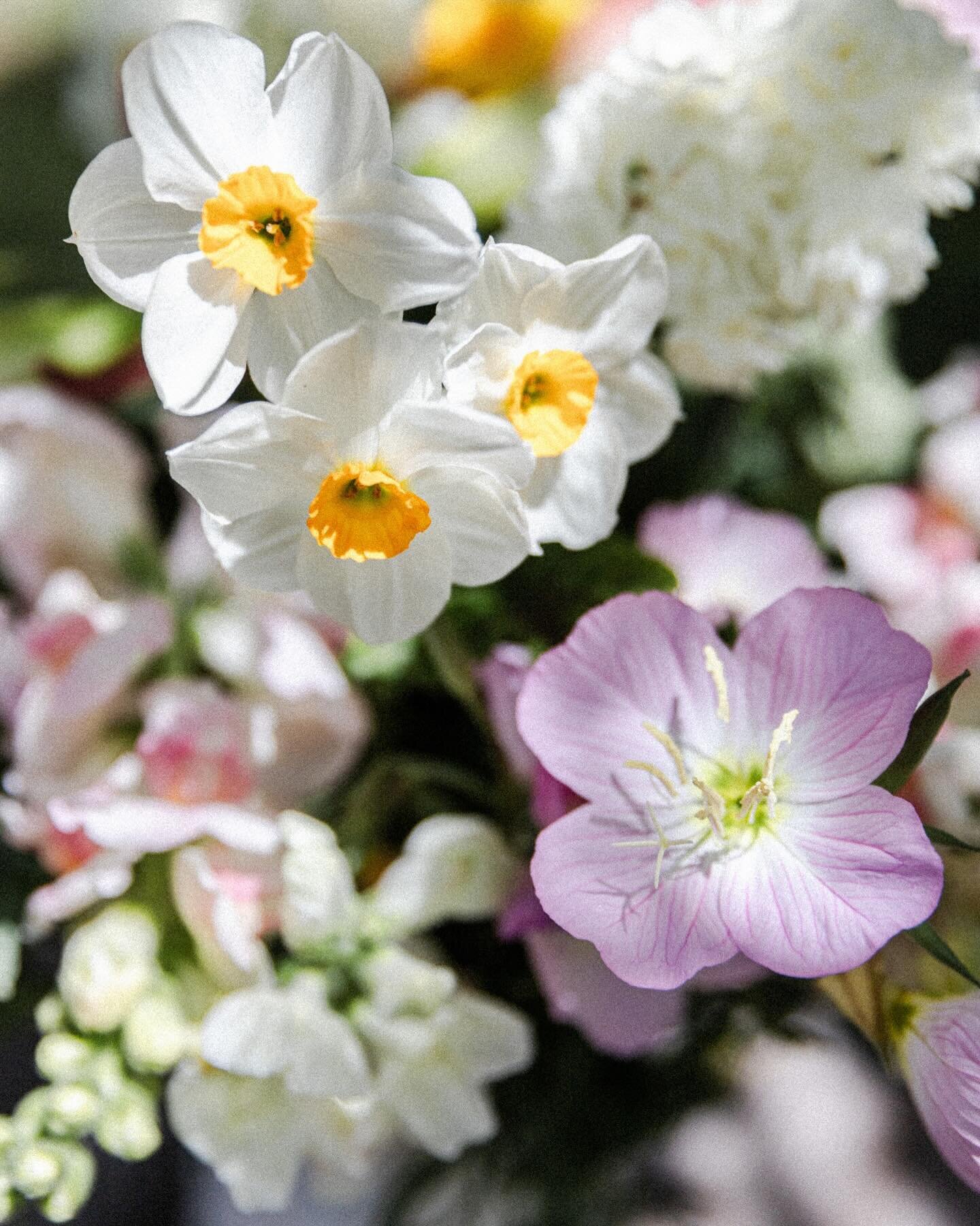 I was cutting the stems of the spring bouquet to refresh the blooms and heard a rustle out the back door, you know that feeling of being watched. I turned around and Rose was right there, curiously watching me arrange the flowers  waiting for a treat