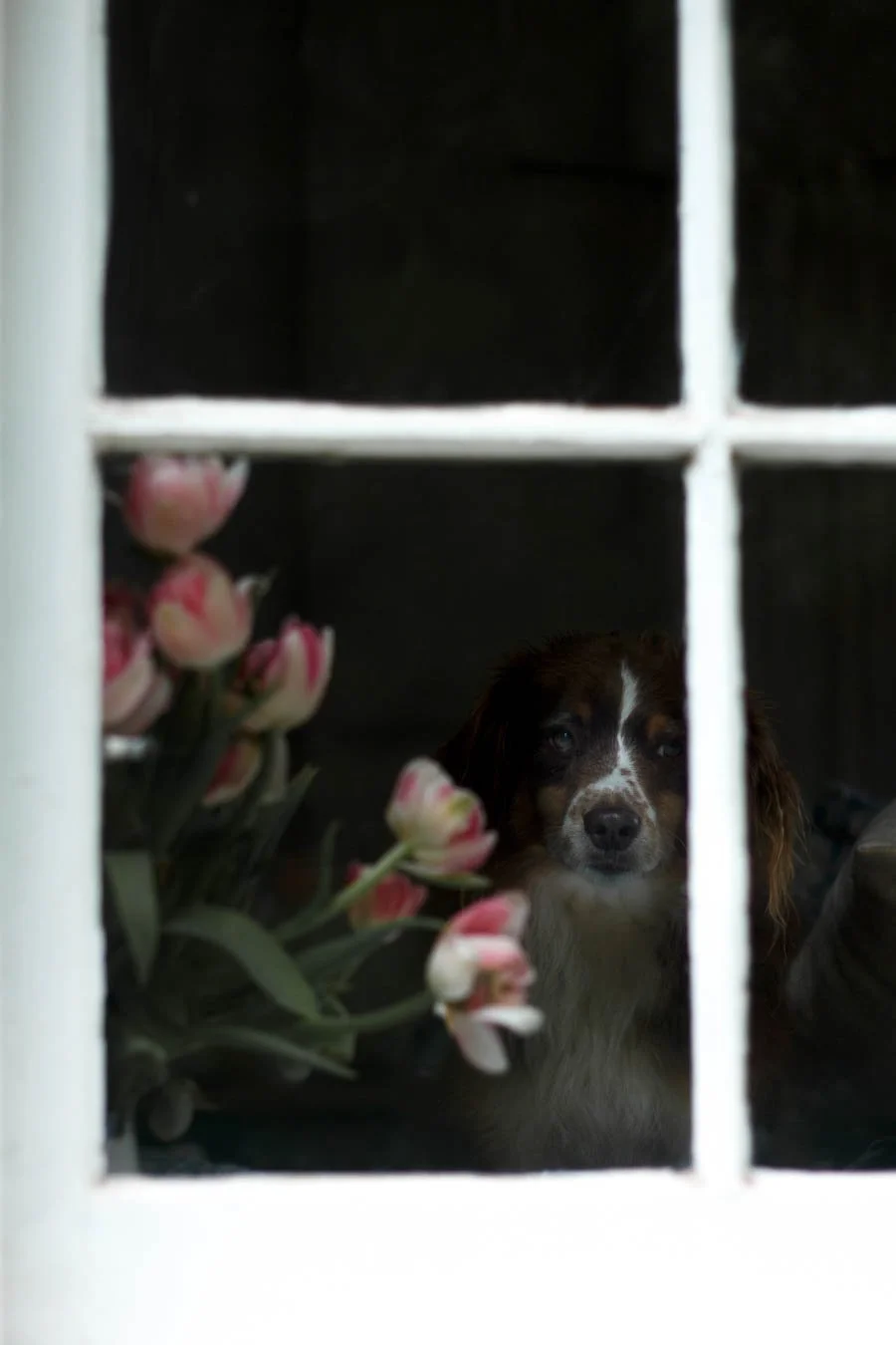 bunsie rainy day-3 copy.jpg