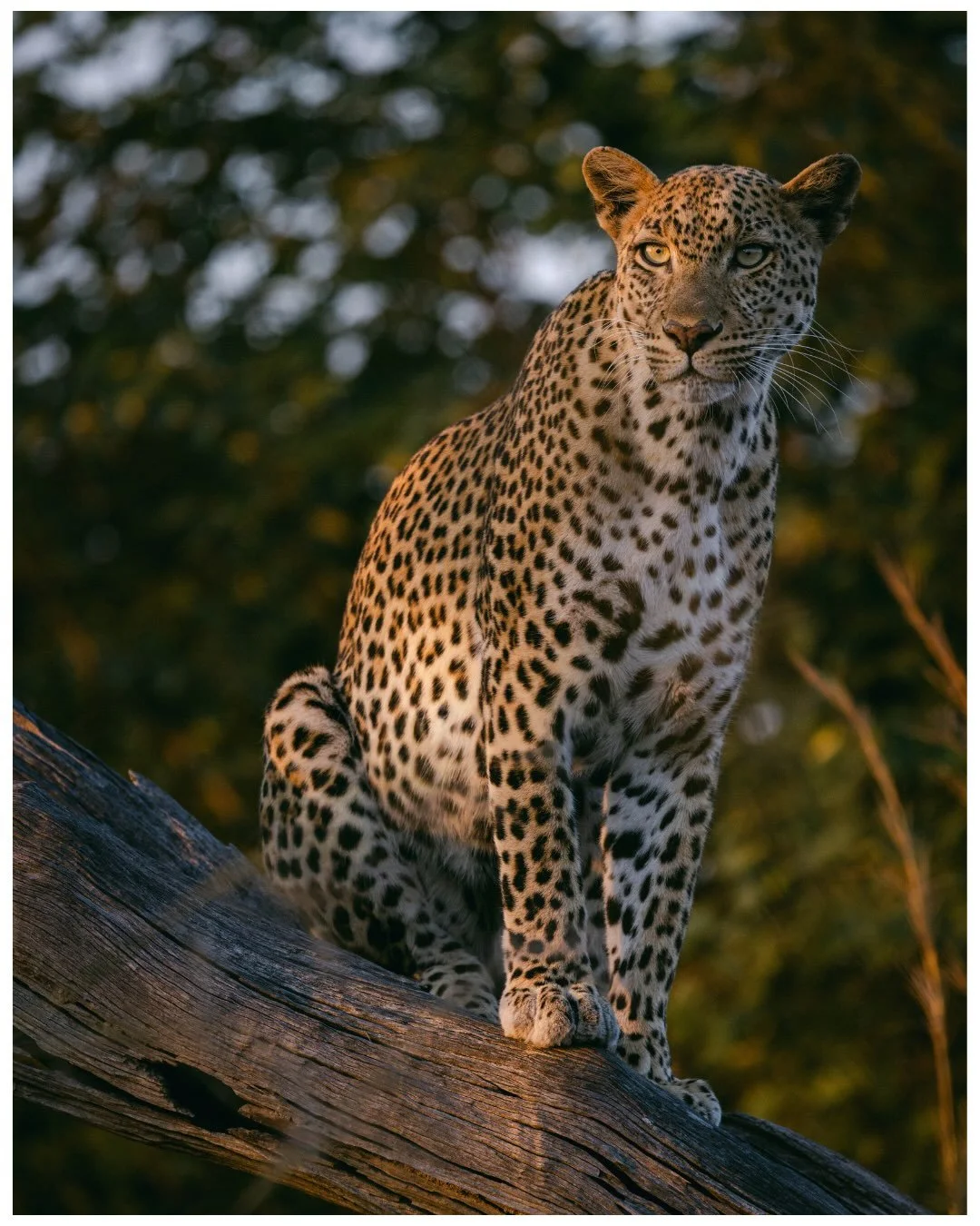 This beautiful leopard (Matilda) emerged silently from the thicket and graced us with her presence&mdash;utterly mesmerizing.

#zambia #leopard #safari
