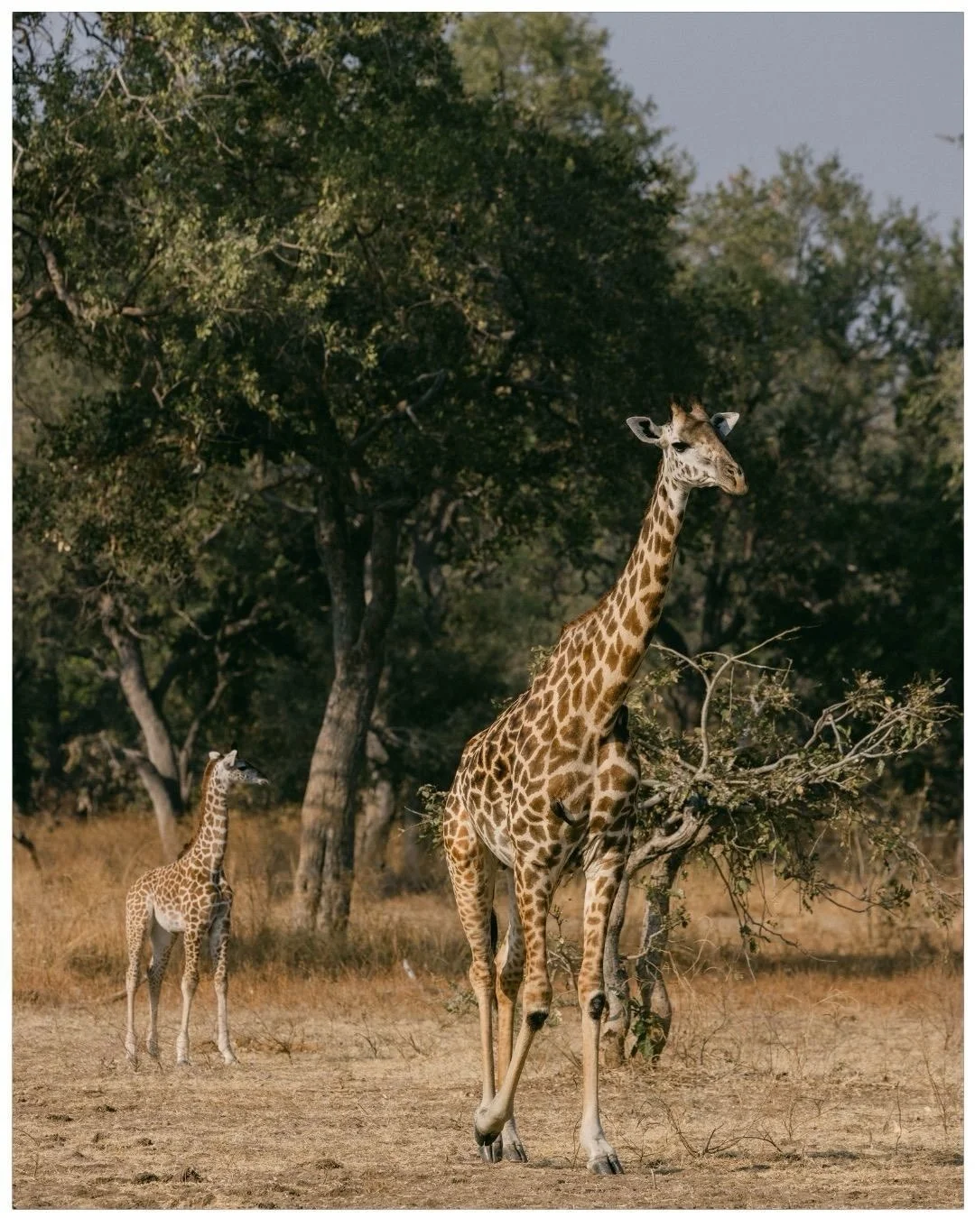 Textures and colors of Kakuli camp @timeandtideafrica
#zambia #africansafari #safari #documentyourdays