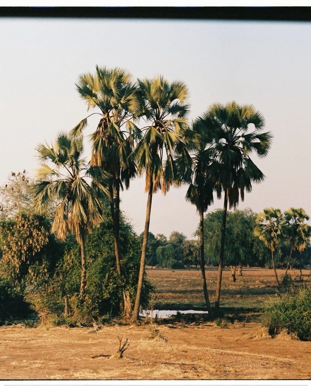 Thankfully, one roll made it home from the Lower Zambezi. @timeandtideafrica 

#35mm #analogfilm #kodakgold #zambia #lowerzambezi