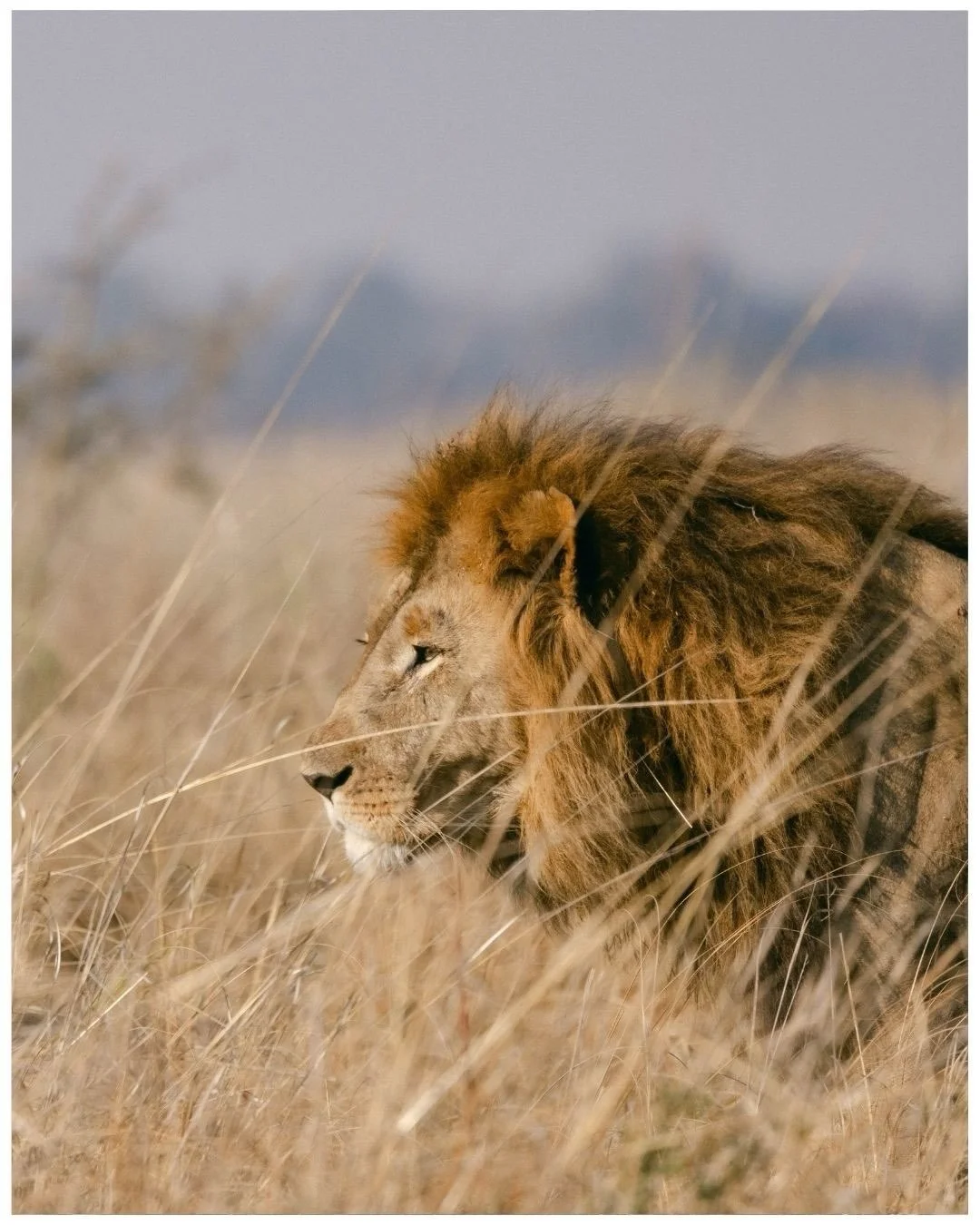 A dramatic change of landscape at Ntemwa-Busanga Camp @classiczambiasafaris 

#zambia #africansafari #kafue #safari