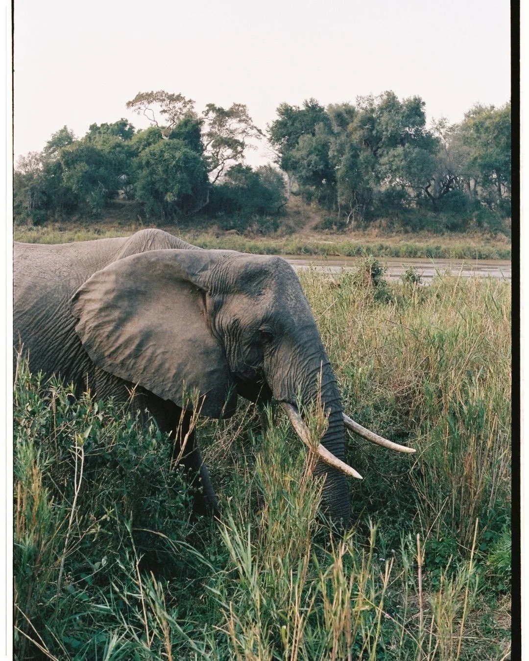So many moments of wonder at the stunning @tengile_malamala_collection in the Sabi Sand on 35mm.

#southafrica #safari #africansafari #sabisand #35mmfilm