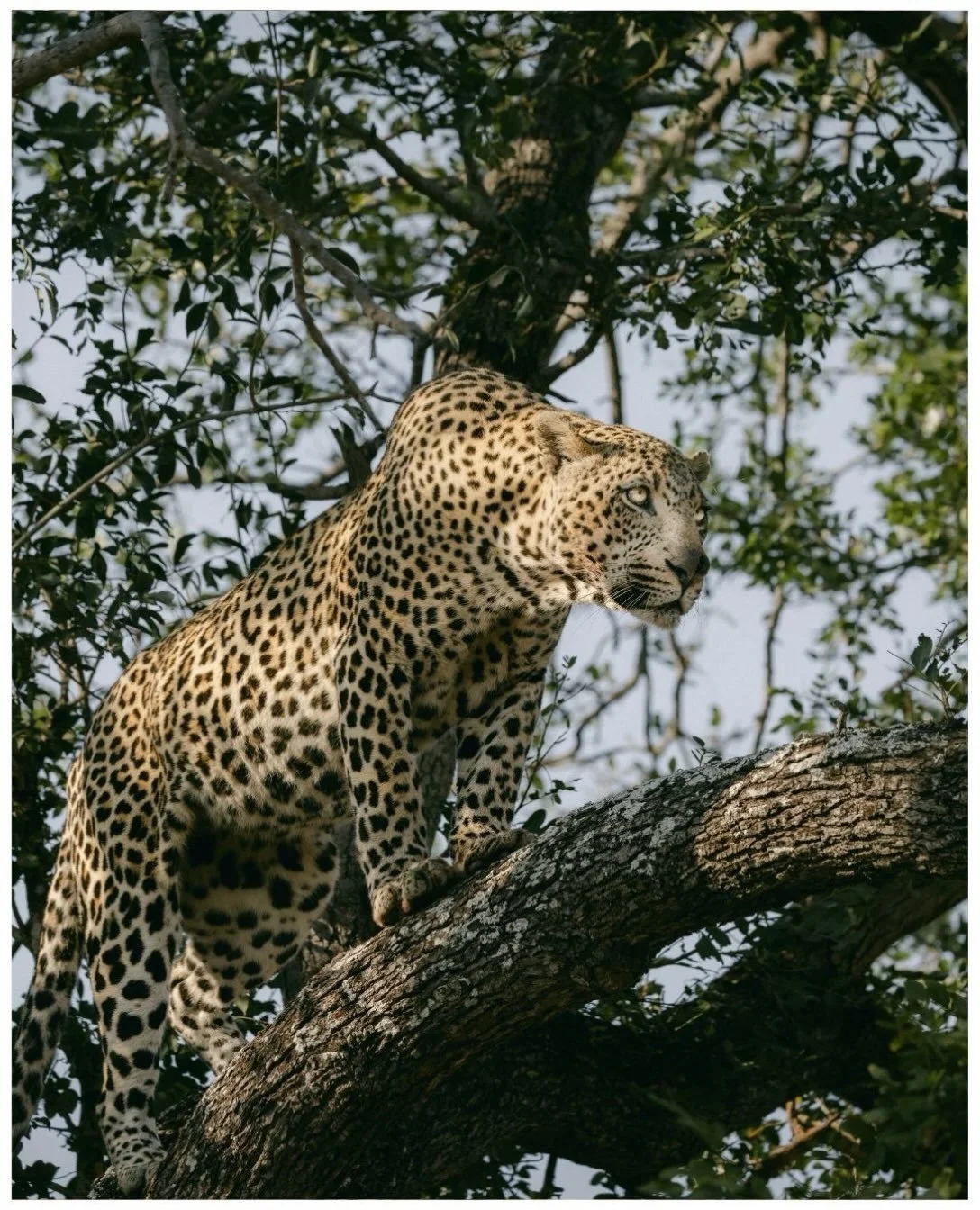 The true star of the Sabi Sand @tengile_malamala_collection @malamalagamereserve 

#southafrica #safari #africansafari #leopard