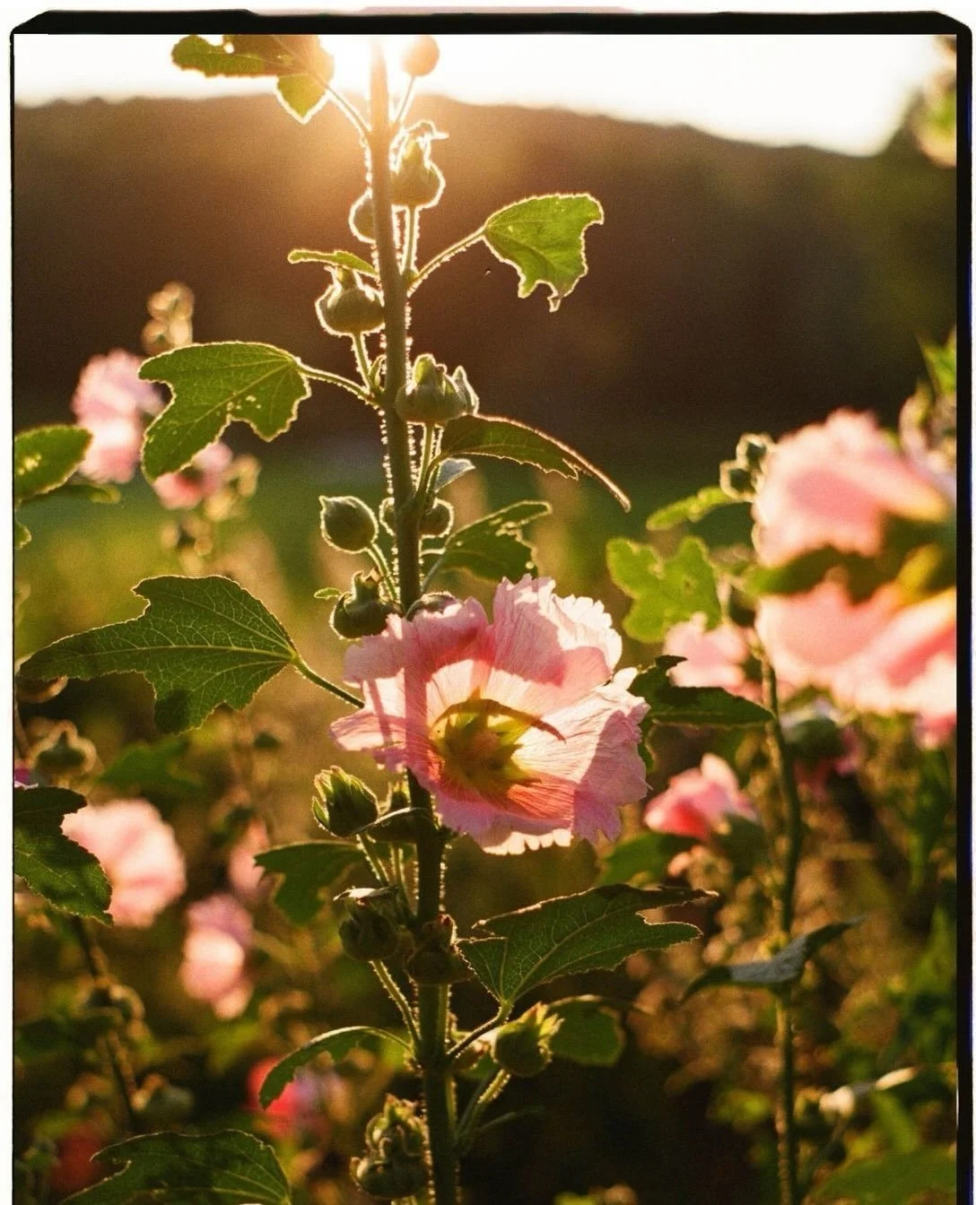Summer&rsquo;s waning beauty shot on Kodak UltraMax 400.

#35mm #vermont #editorialphotographer #kodak