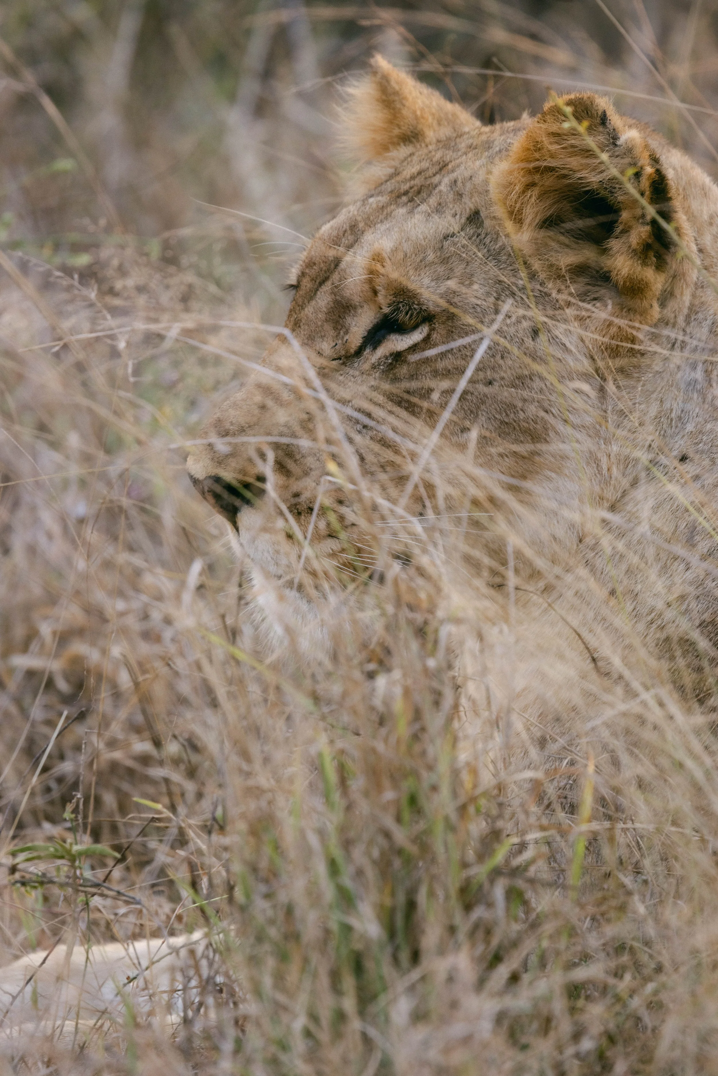 TENGILE-MALAMALA-8153.jpg