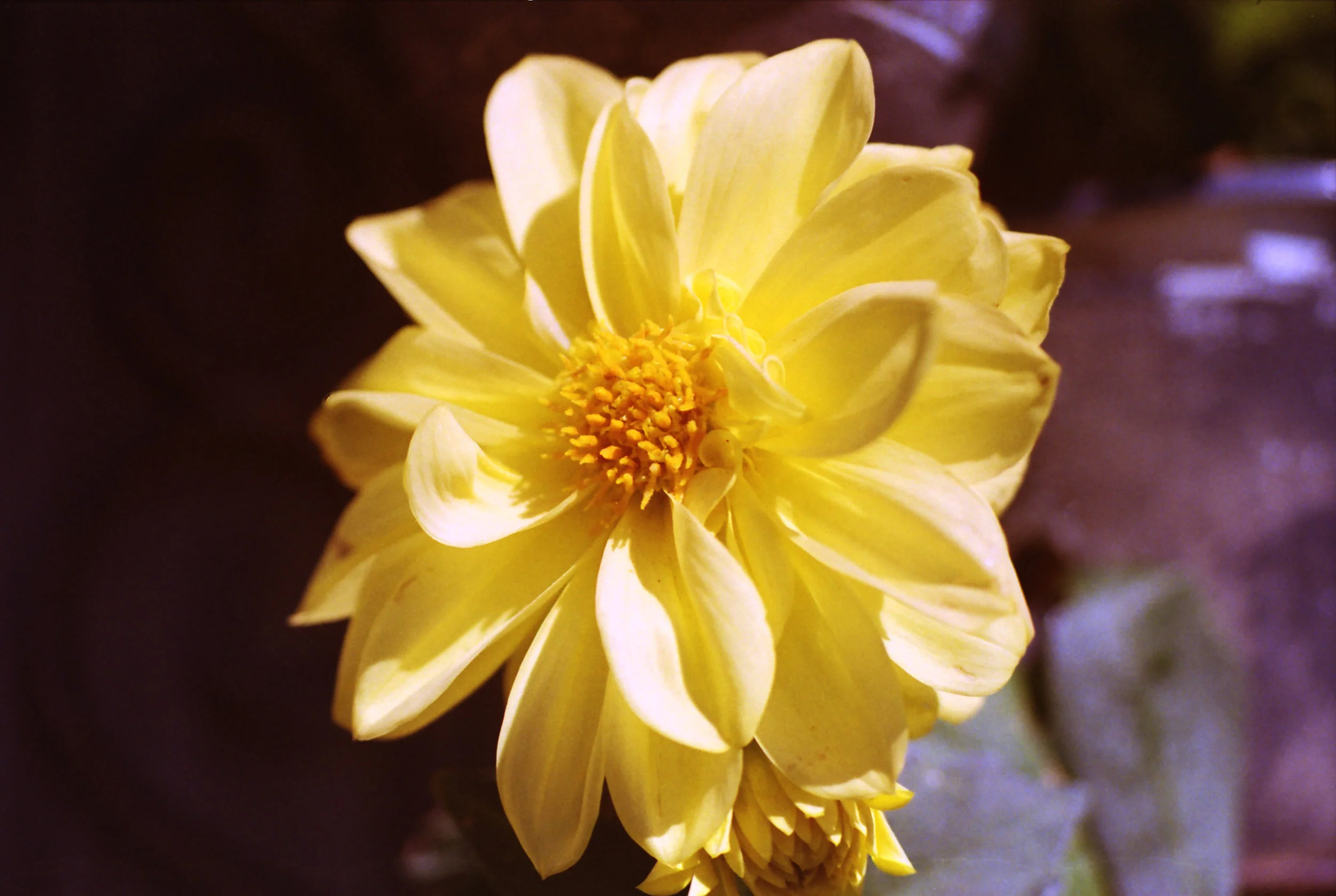 IMG_20170512_0005 medium.jpg