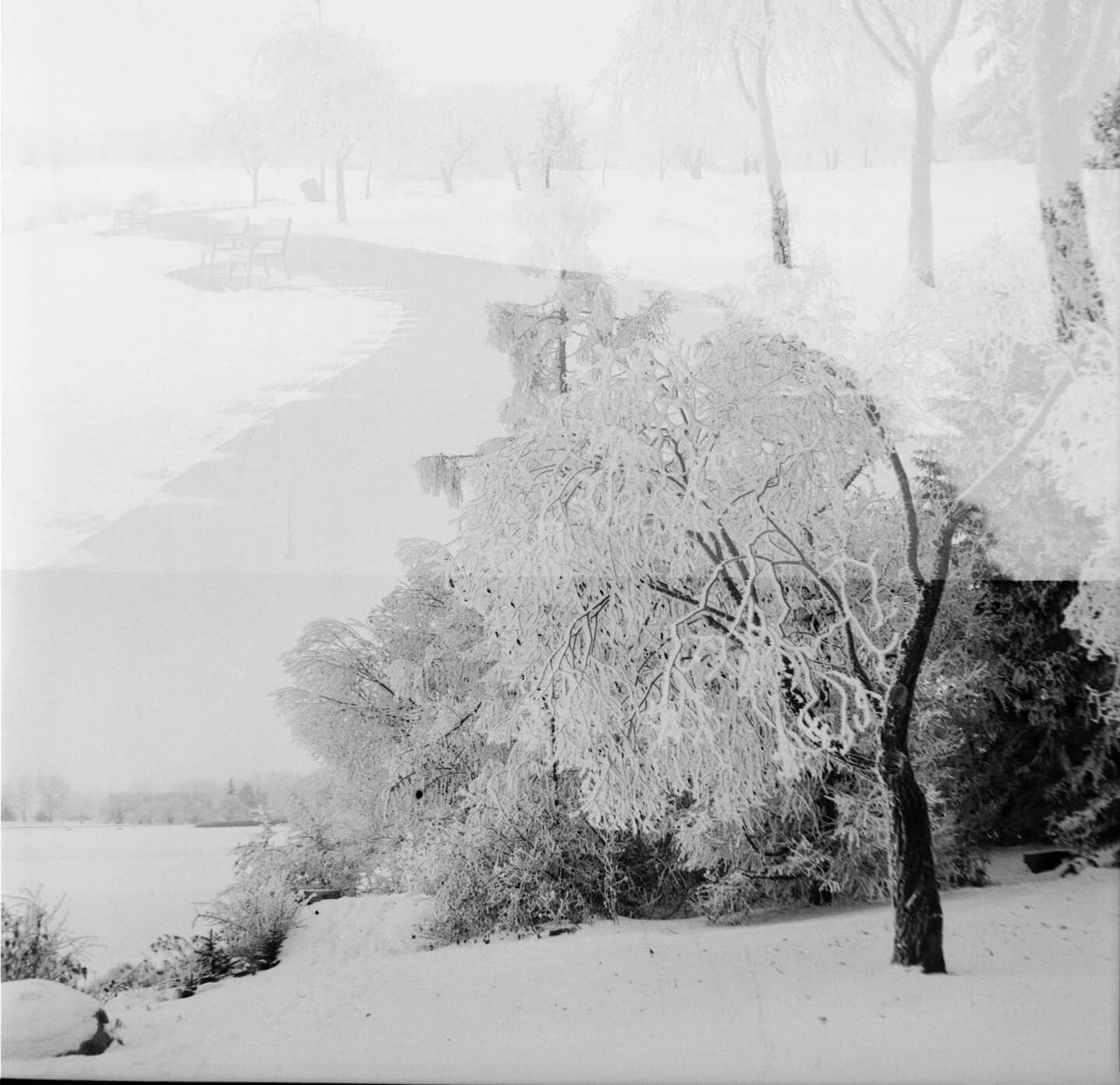 Double exposure at the park. Shot in film. #doubleexposure #mamiyam645 #mediumformat #mediumformatfilm #filmcamera #winter #winterscape #park #aristaedu100 #monochrome #blackandwhite #film #filmphotographer #filmophoto #filmphotography #landscapephot