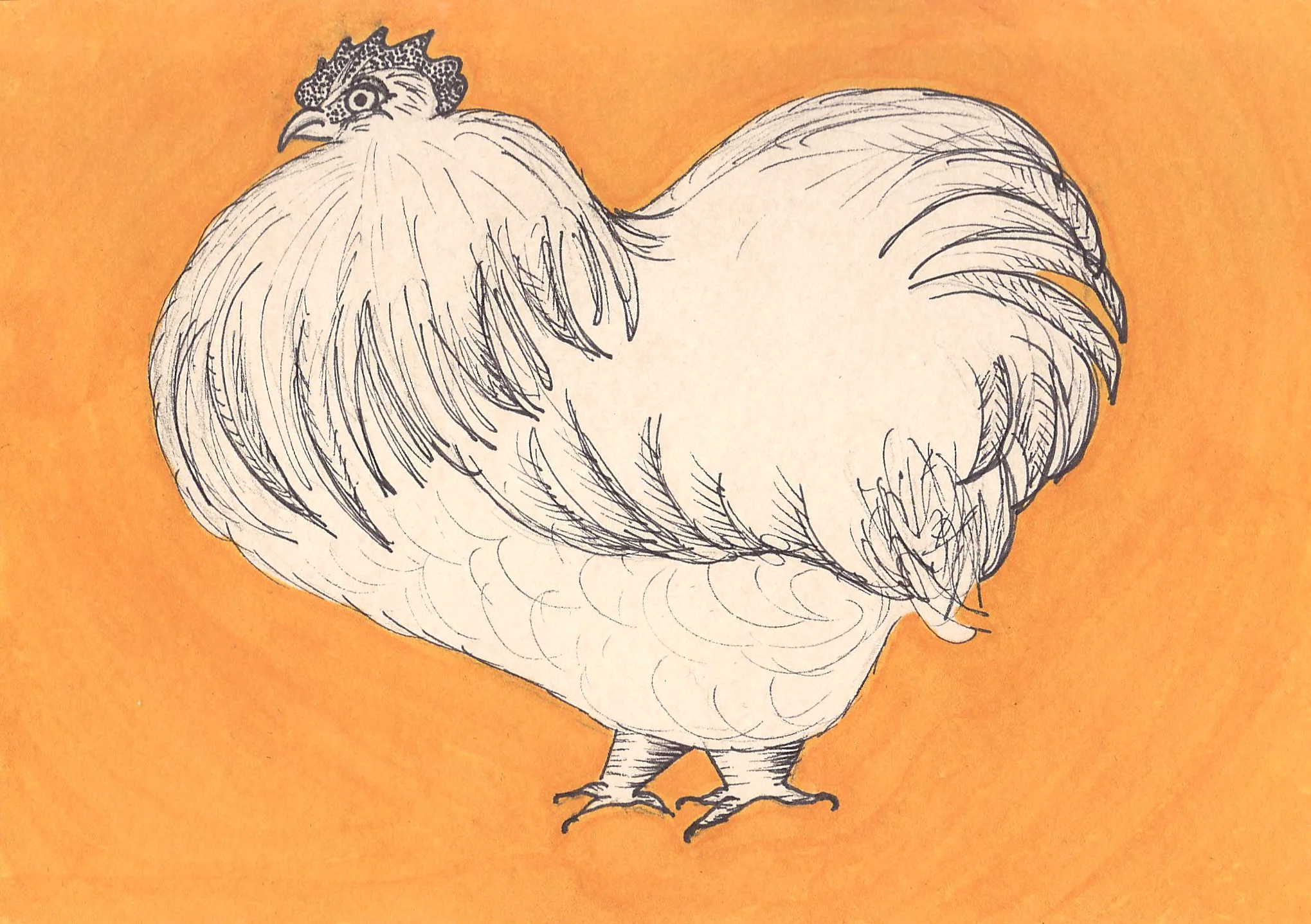 chicken4.JPG