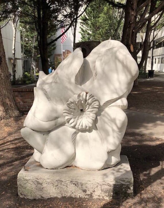 Moonflower