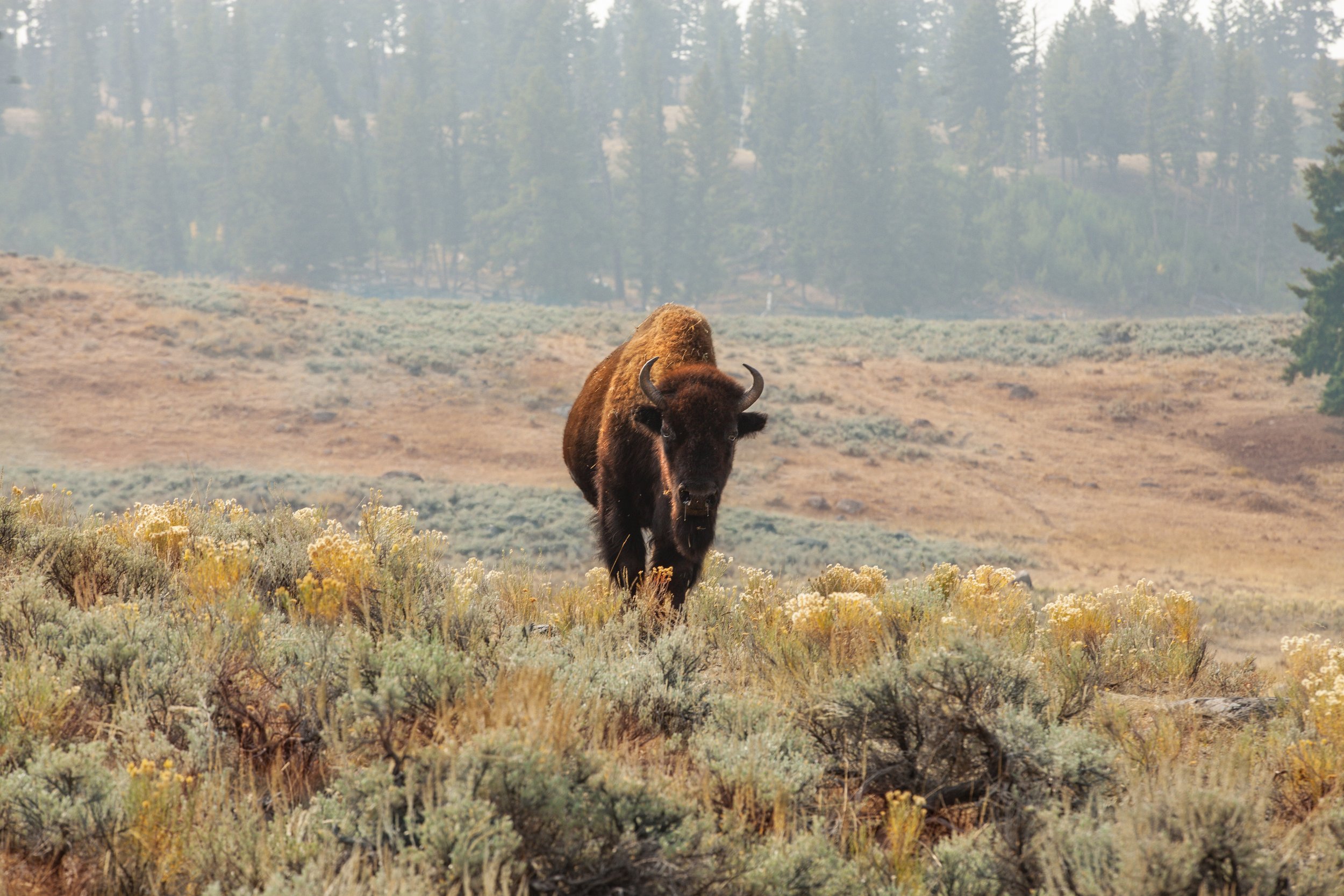 Yellowstone Bison.jpg
