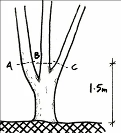 Boroondara tree image 1.jpg
