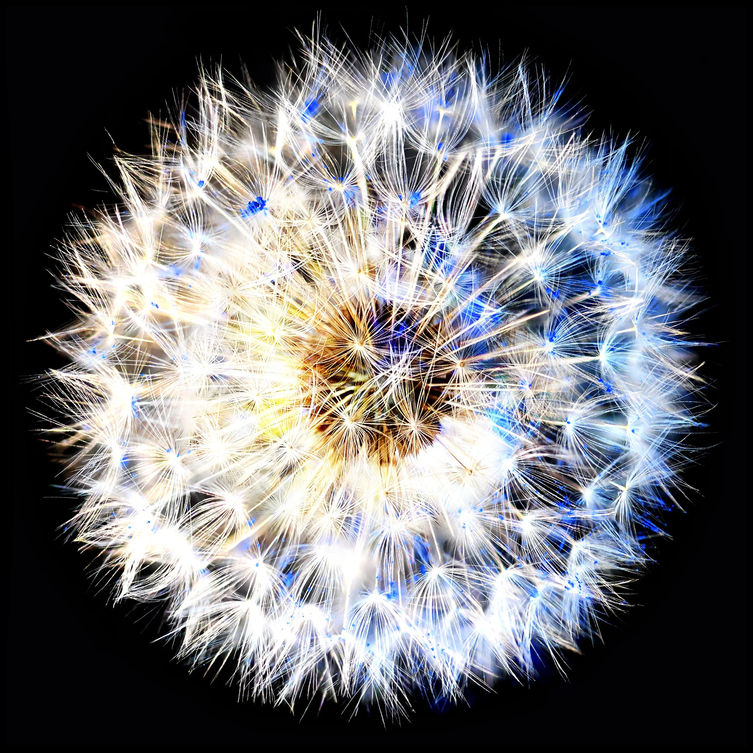 Anouk van Tetering | Netherlands