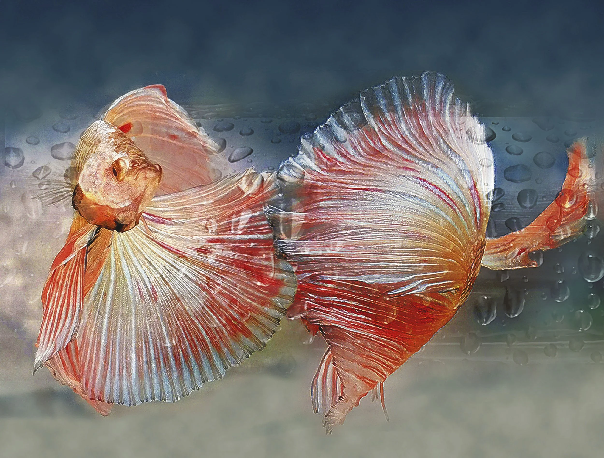  Lim Charlie | Singapore