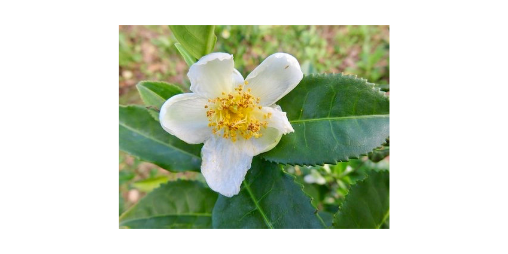camelia photo.png