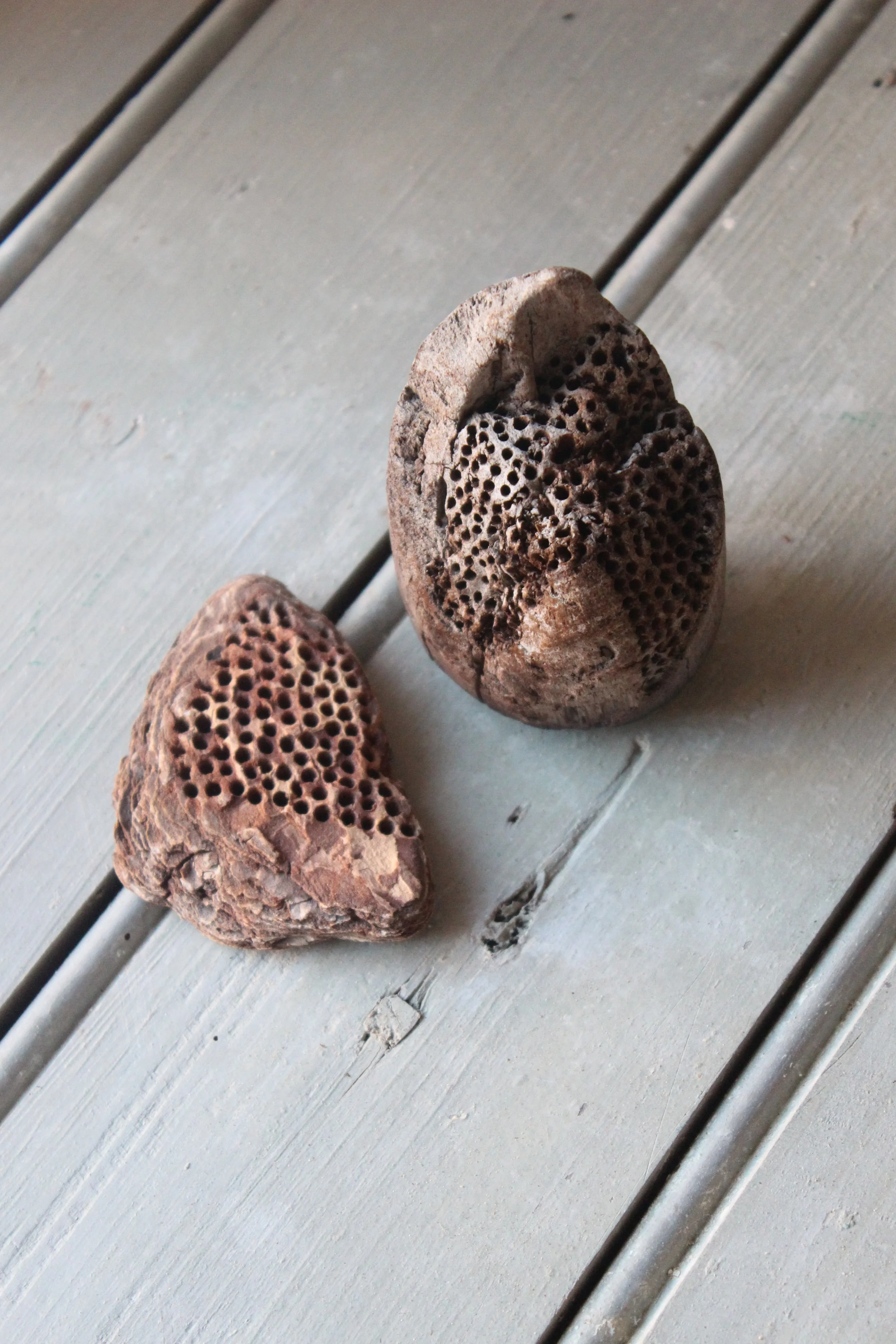 Wooden Biomorphic Form - bois brûlé - Kayla Ether