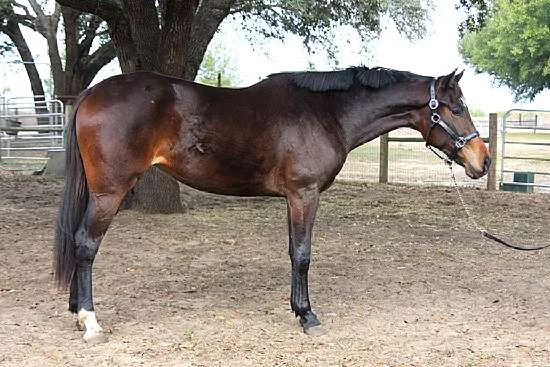 beau---023_-_beau__roocneck.jpg