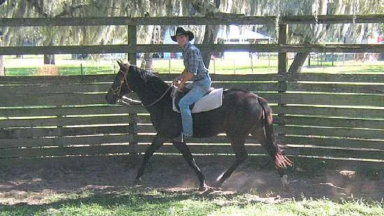 beau---030_-_beau__rootoddtrot.jpg