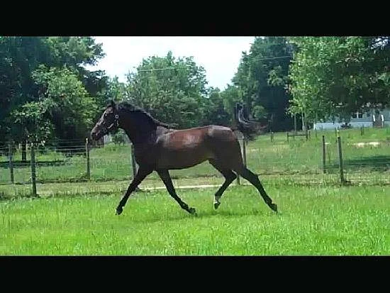 beau---035_-_beau__rtrot2.jpg