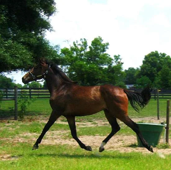 beau---G_mayrootrot.jpg