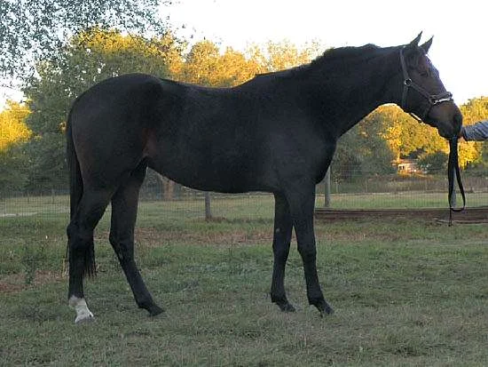beau---G_rsok.jpg