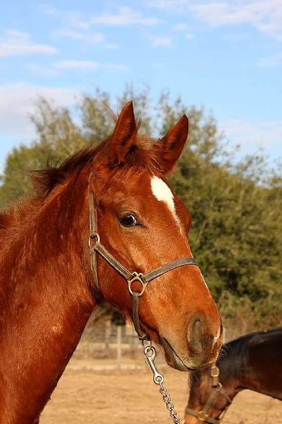 big_red---009_-_big_red__redhead.jpg