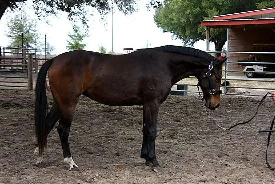 Selante---003_-_Selante__sstandneck.jpg