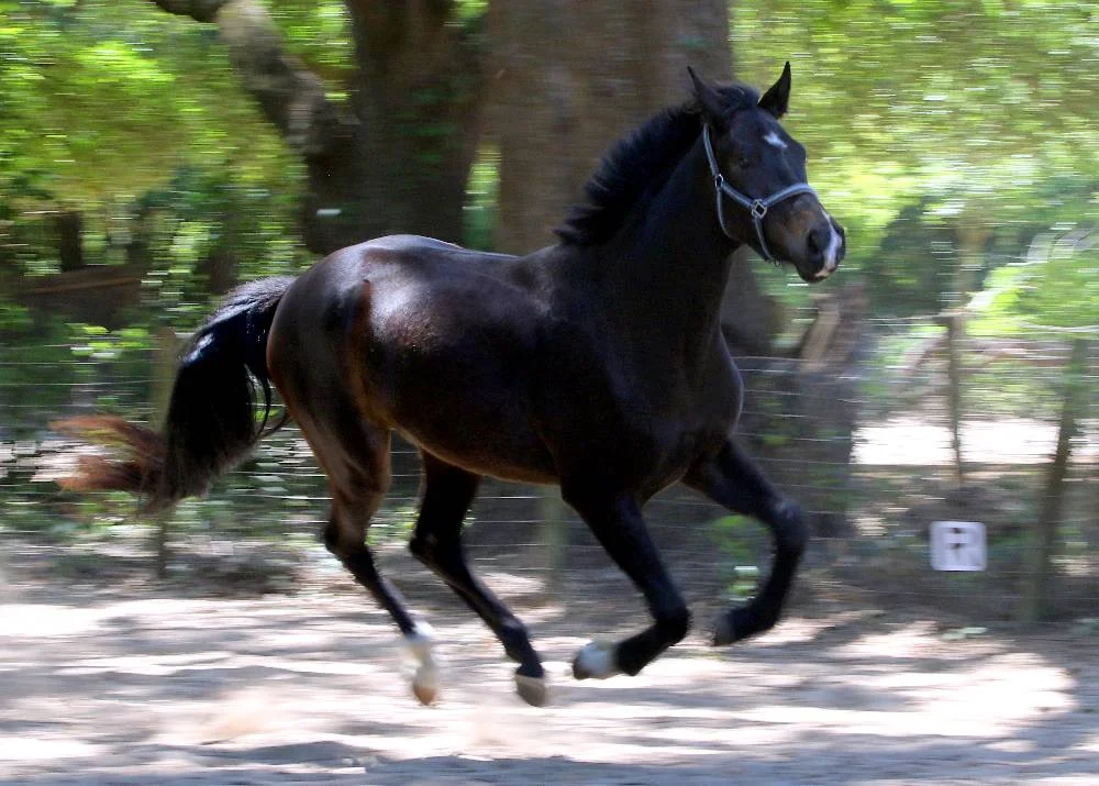 Sound_Of_Music_som_canter_4.jpg