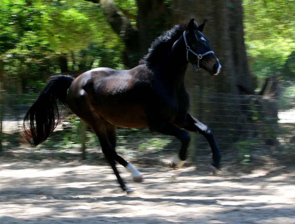 Sound_Of_Music_som_canter_g.jpg