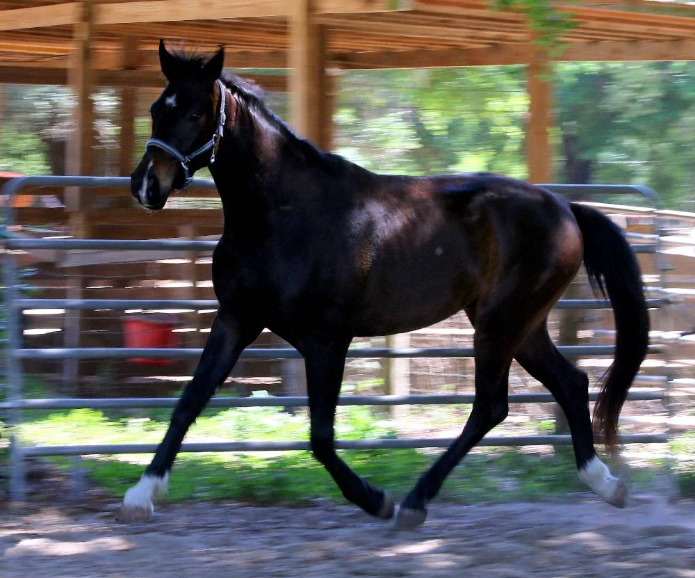 Sound_Of_Music_som_trot_g.jpg