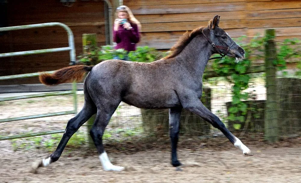 Zelina_FLF_Zelina_canter_2.jpg