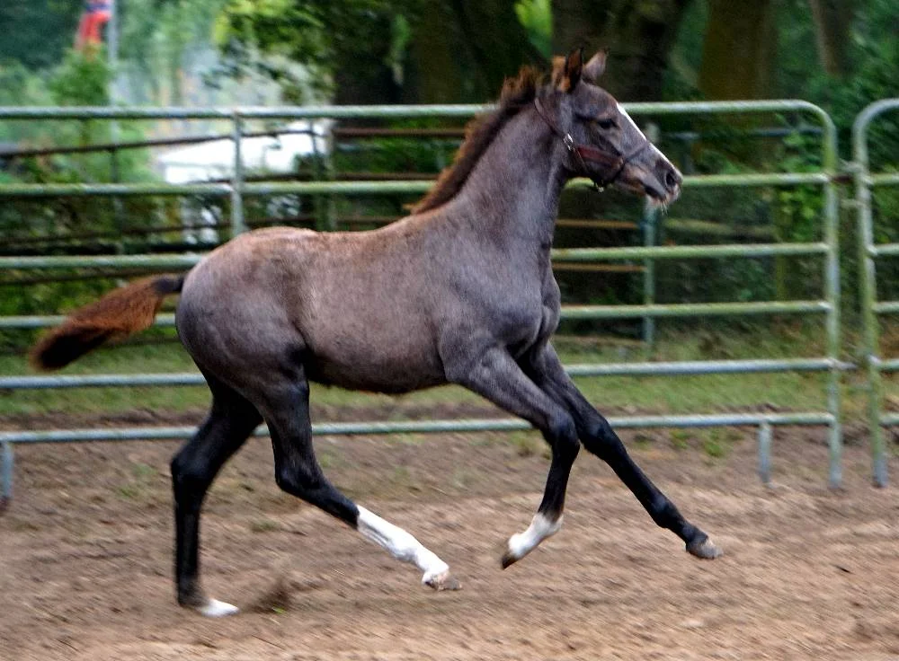 Zelina_FLF_Zelina_canter_4.jpg