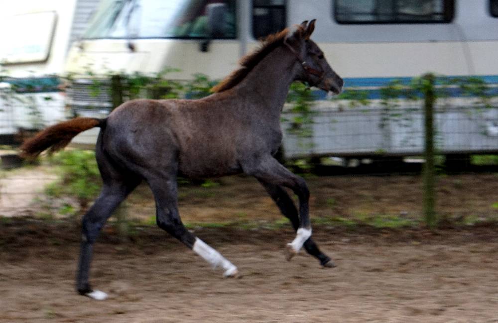 Zelina_FLF_Zelina_canter_5.jpg