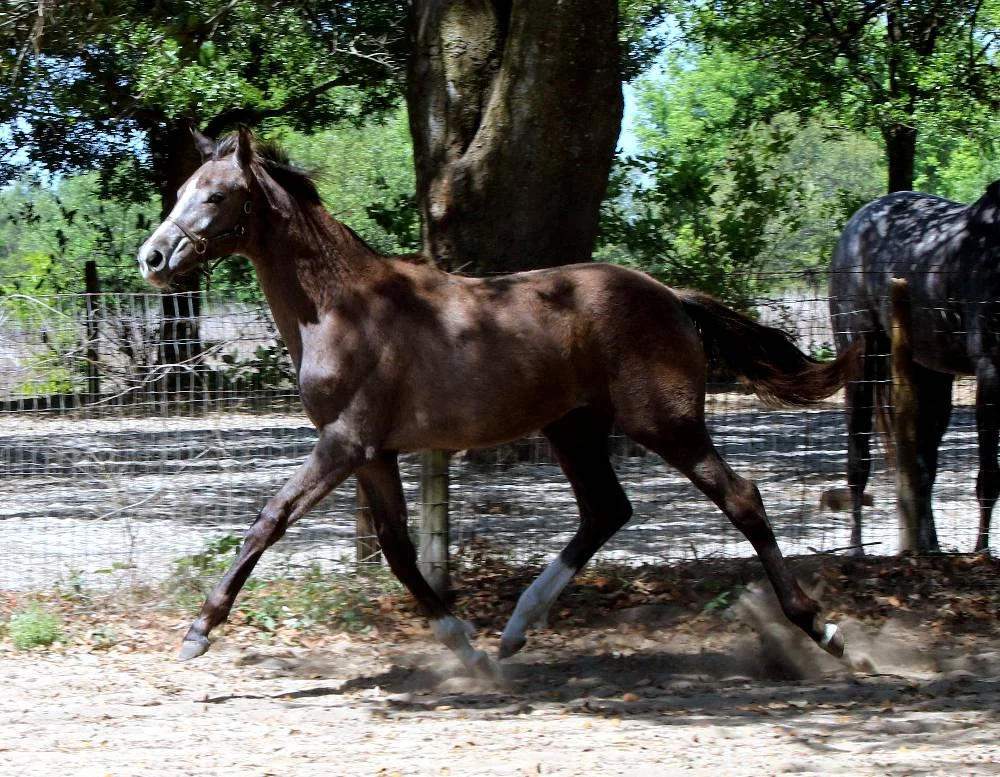 Zelina_FLF_zelina_trot.jpg