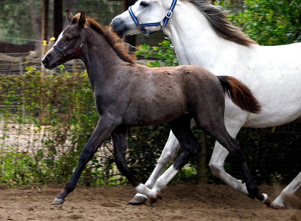 Zelina_FLF_Zelina_trot(1).jpg