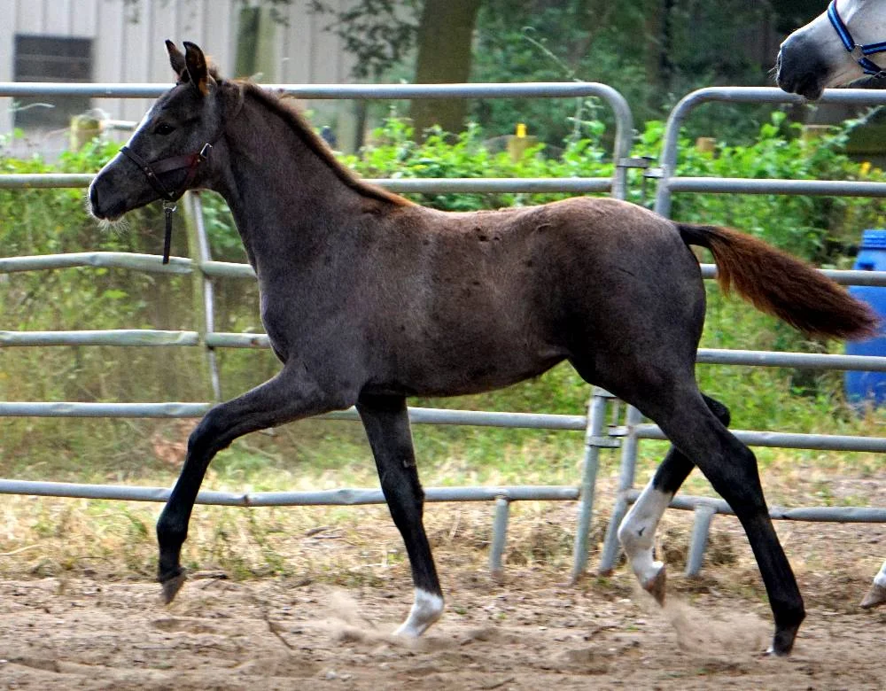 Zelina_FLF_Zelina_trot_2.jpg