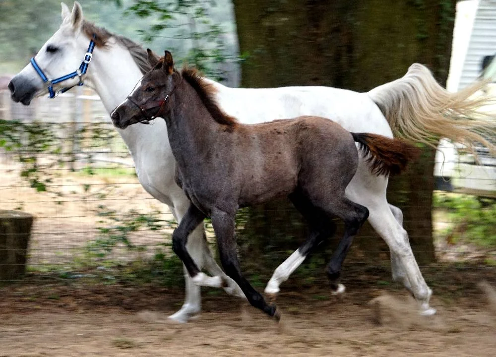 Zelina_FLF_Zelina_Zoe_Canter_2.jpg