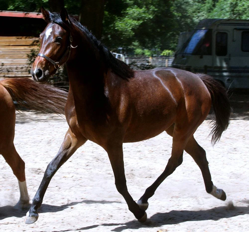 Berjouhi FLF – German Oldenburg Mare by Donnersohn