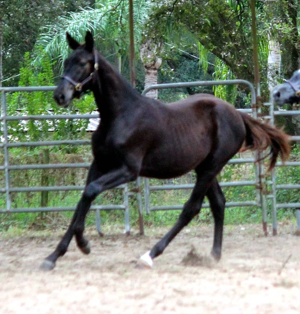 SOLD!!!  Falcone FLF – German Oldenburg Gelding by Florianus II